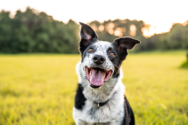 image for Celebrate National Mutt Day on July 31